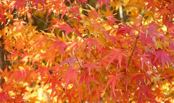 秋日胜春朝，最美是吾&ldquo;珈&rdquo;